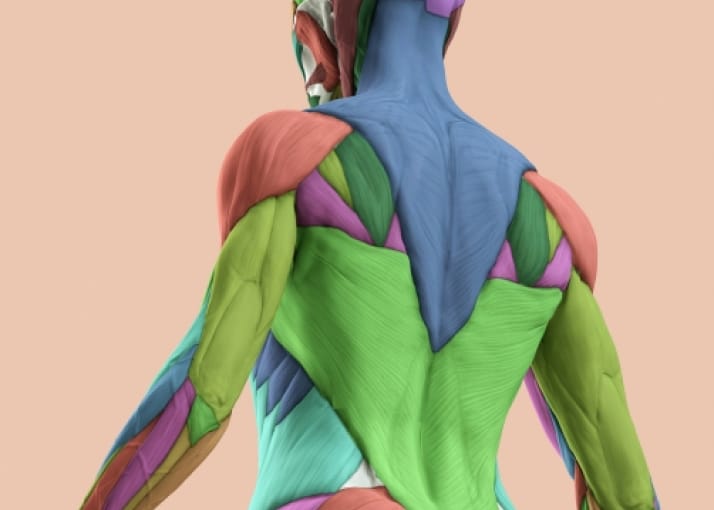 Anatomy Basic はじめての解剖 ~未経験の方のための解剖学クラス~