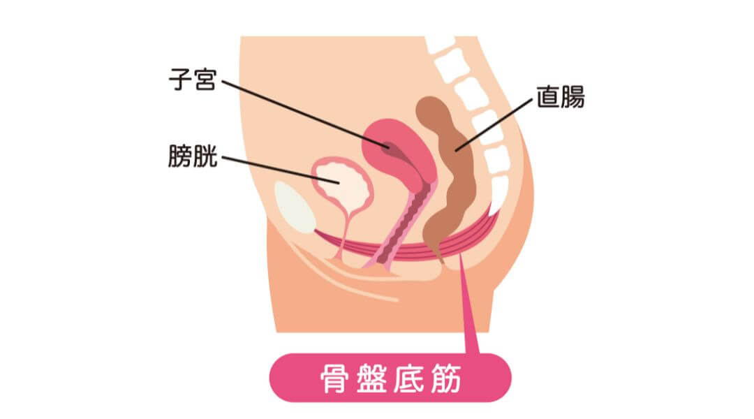 骨盤底筋の解剖図